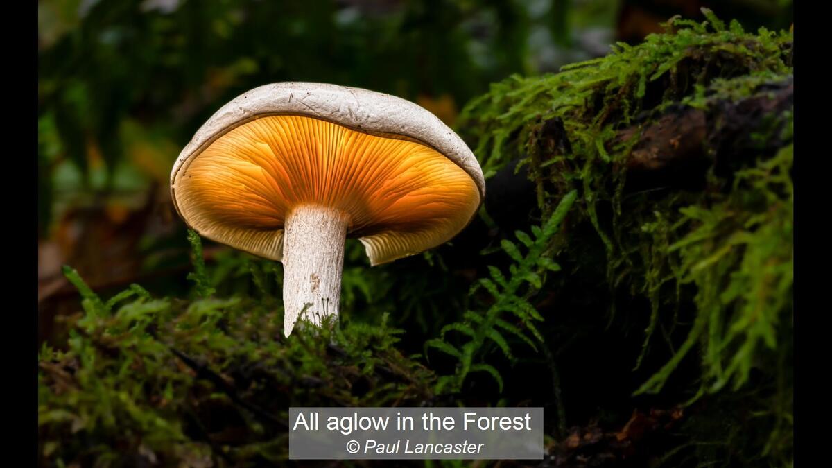 07_All aglow in the Forest_Paul Lancaster